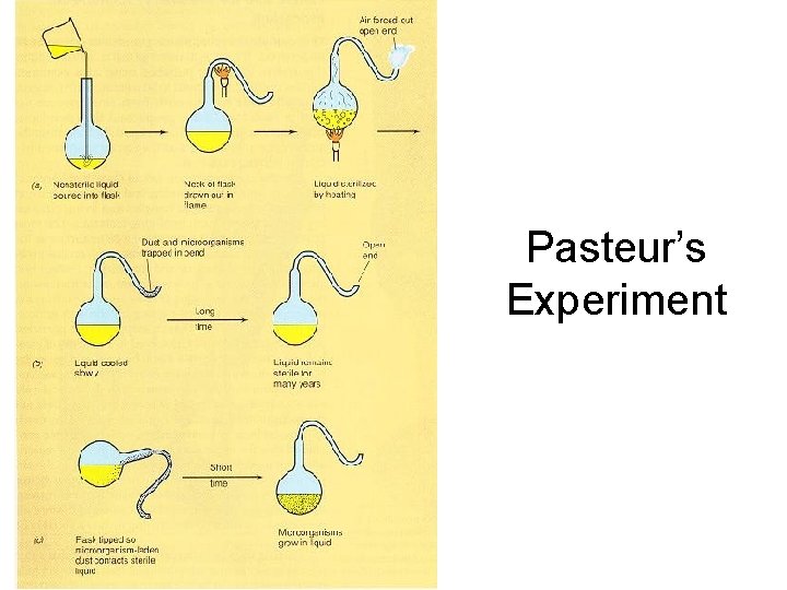 Pasteur’s Experiment 