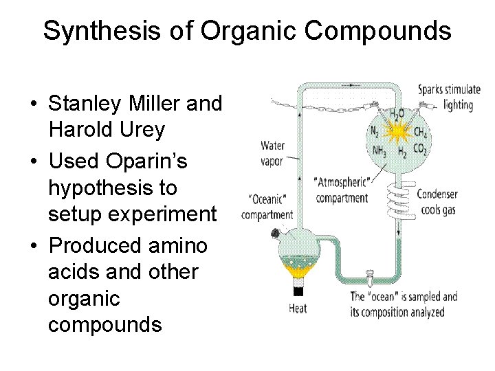 Synthesis of Organic Compounds • Stanley Miller and Harold Urey • Used Oparin’s hypothesis
