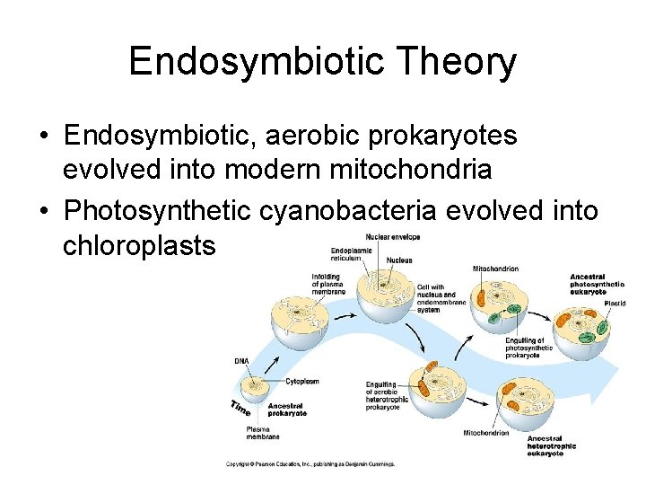 Endosymbiotic Theory • Endosymbiotic, aerobic prokaryotes evolved into modern mitochondria • Photosynthetic cyanobacteria evolved