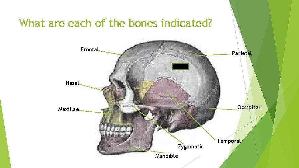 What are each of the bones indicated? Frontal Parietal Nasal Occipital Maxillae Zygomatic Mandible