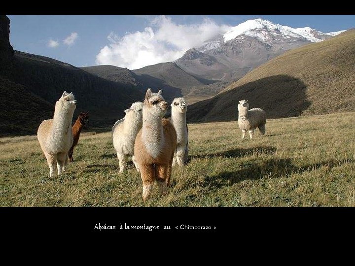 Alpácas à la montagne au < Chimborazo > 