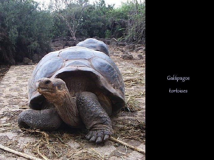 Galápagos tortoises 