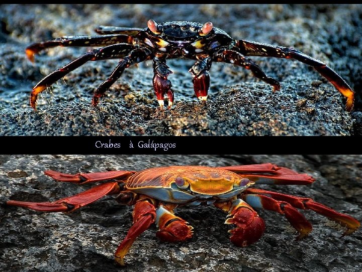 Crabes à Galápagos 