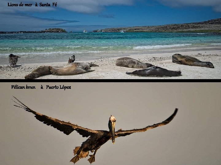 Lions de mer à Santa Fé Pélican brun à Puerto López Albatros 2, 4