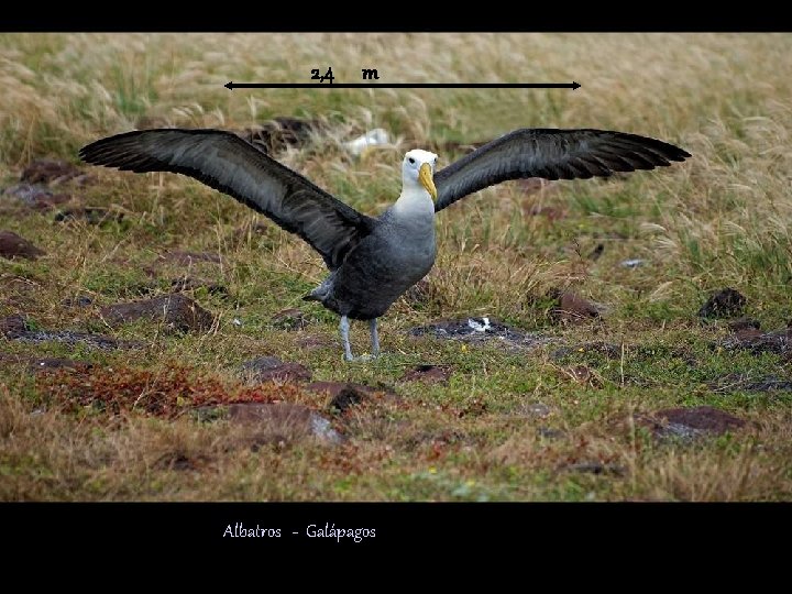 2, 4 m Albatros - Galápagos 