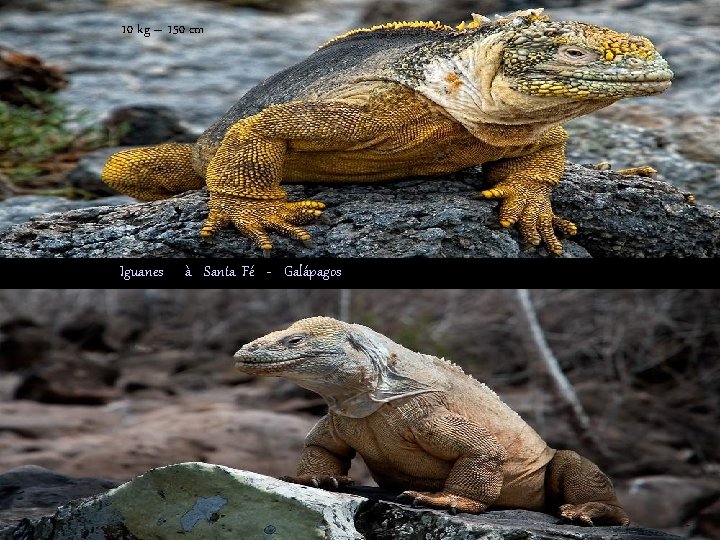 10 kg – 150 cm Iguanes à Santa Fé - Galápagos 