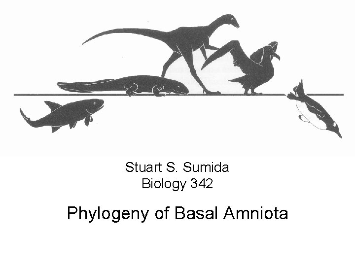 Stuart S. Sumida Biology 342 Phylogeny of Basal Amniota 