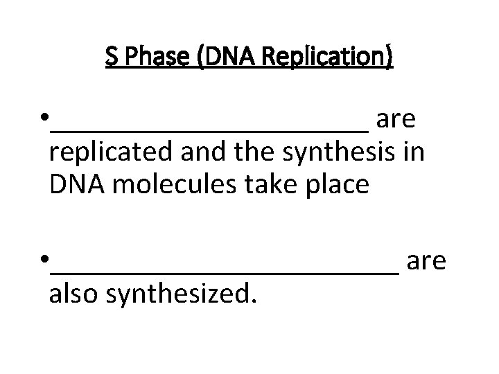S Phase (DNA Replication) • ___________ are replicated and the synthesis in DNA molecules