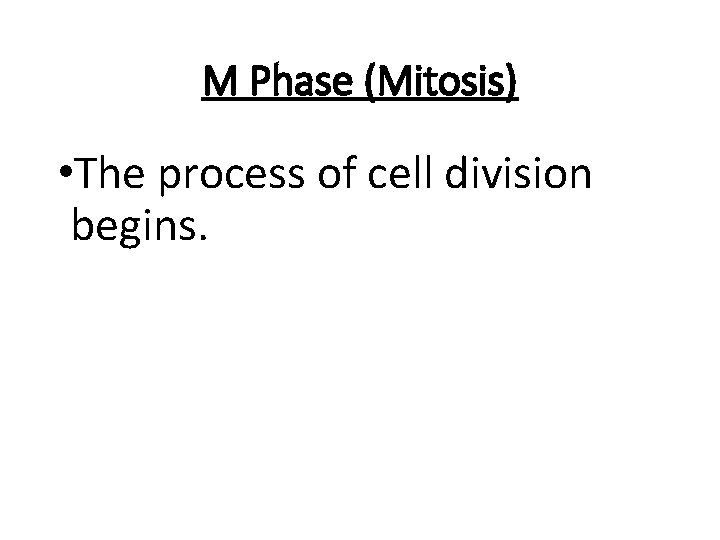 M Phase (Mitosis) • The process of cell division begins. 