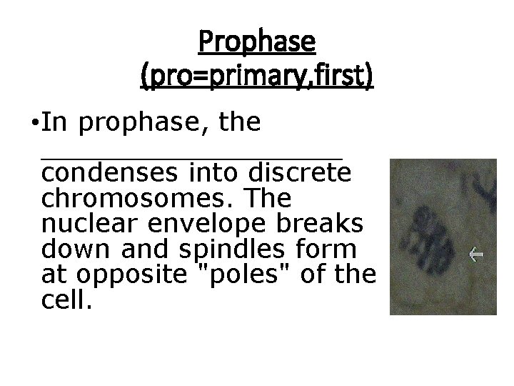 Prophase (pro=primary, first) • In prophase, the _________ condenses into discrete chromosomes. The nuclear