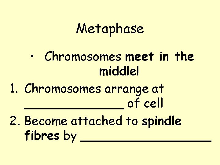 Metaphase • Chromosomes meet in the middle! 1. Chromosomes arrange at _______ of cell
