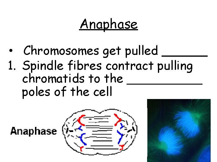 Anaphase • Chromosomes get pulled ______ 1. Spindle fibres contract pulling chromatids to the