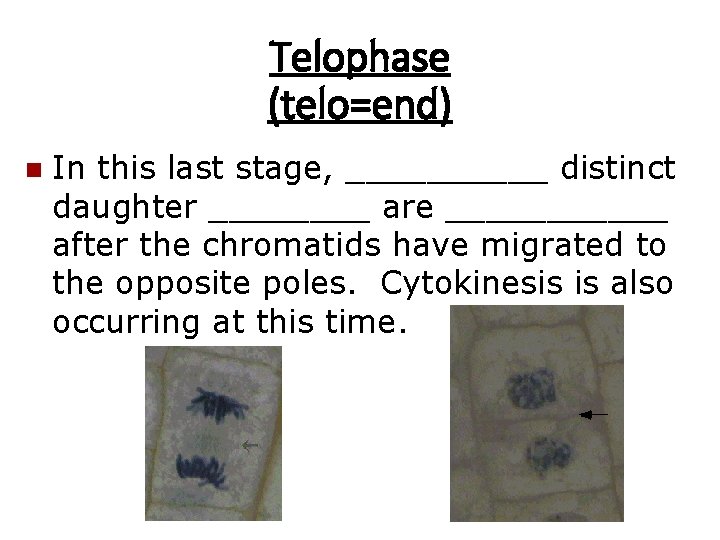 Telophase (telo=end) n In this last stage, _____ distinct daughter ____ are ______ after
