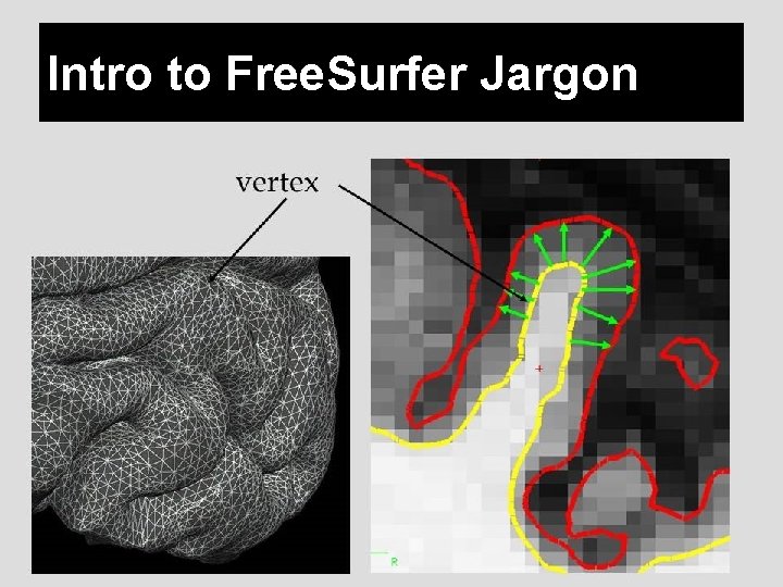 Intro to Free. Surfer Jargon 