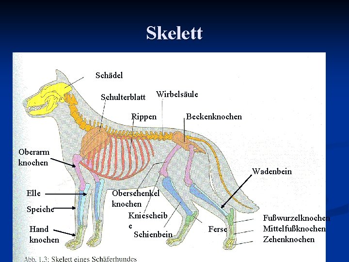 Skelett Schädel Schulterblatt Wirbelsäule Rippen Beckenknochen Oberarm knochen Elle Speiche Hand knochen Wadenbein Oberschenkel