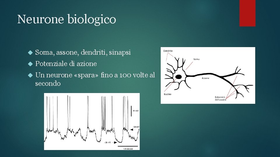 Neurone biologico Soma, assone, dendriti, sinapsi Potenziale di azione Un neurone «spara» fino a