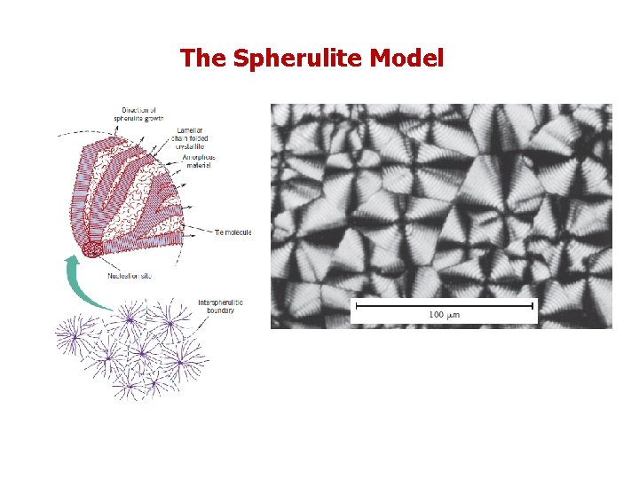 The Spherulite Model 