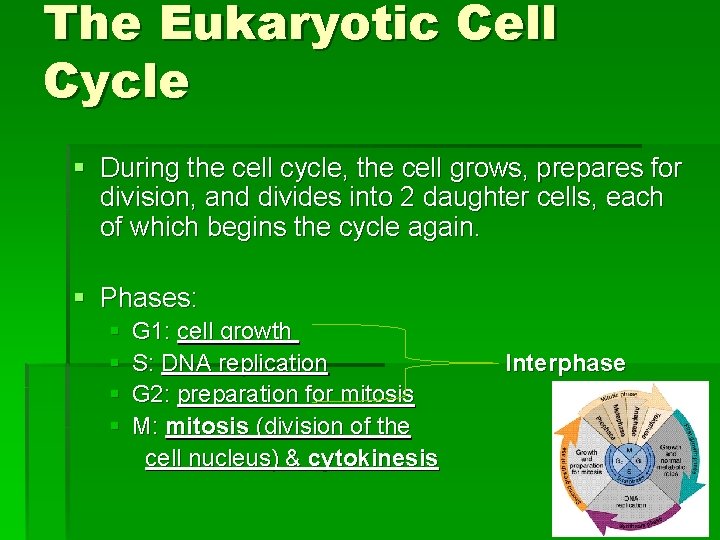 The Eukaryotic Cell Cycle § During the cell cycle, the cell grows, prepares for