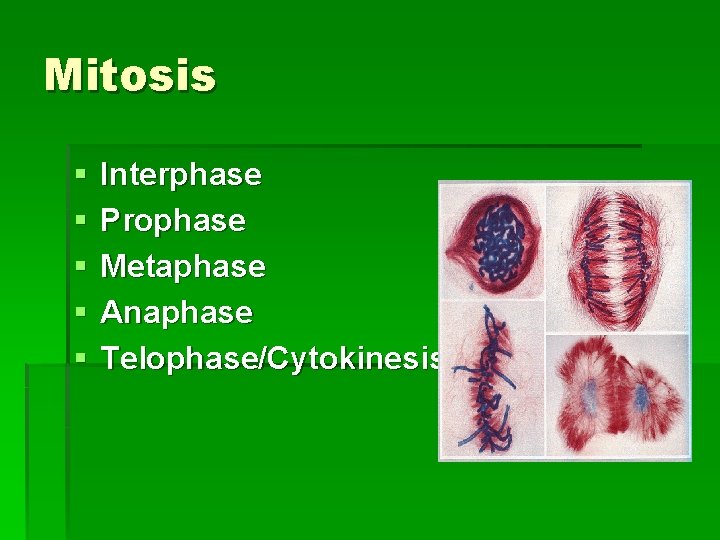 Mitosis § § § Interphase Prophase Metaphase Anaphase Telophase/Cytokinesis Mitosis § § § Interphase Prophase Metaphase Anaphase Telophase/Cytokinesis