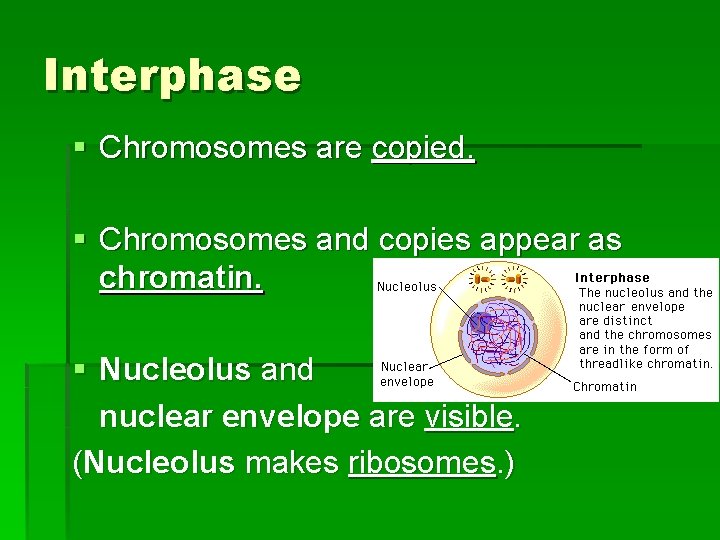 Interphase § Chromosomes are copied. § Chromosomes and copies appear as chromatin. § Nucleolus