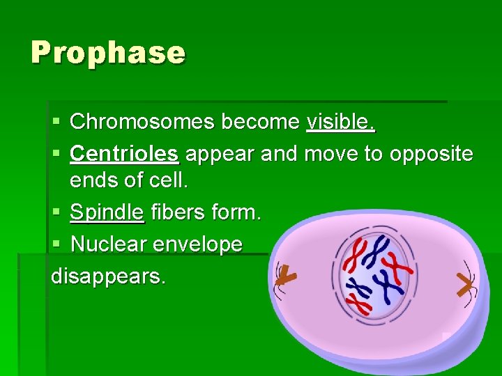 Prophase § Chromosomes become visible. § Centrioles appear and move to opposite ends of