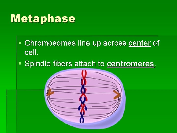 Metaphase § Chromosomes line up across center of cell. § Spindle fibers attach to