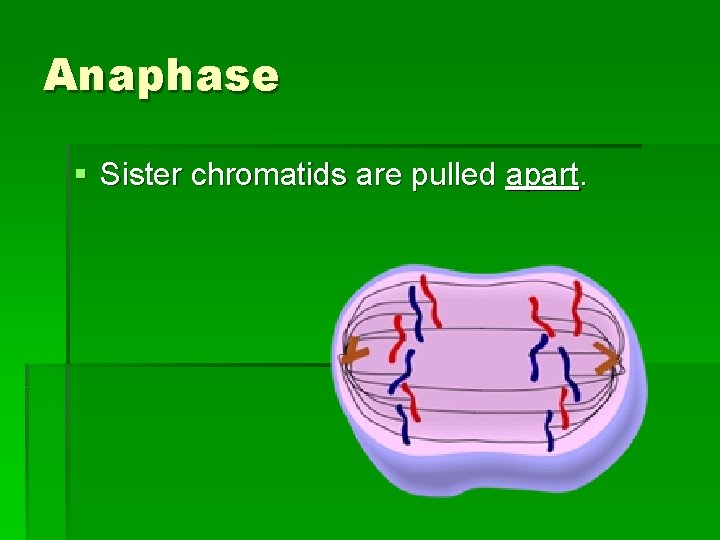 Anaphase § Sister chromatids are pulled apart. 