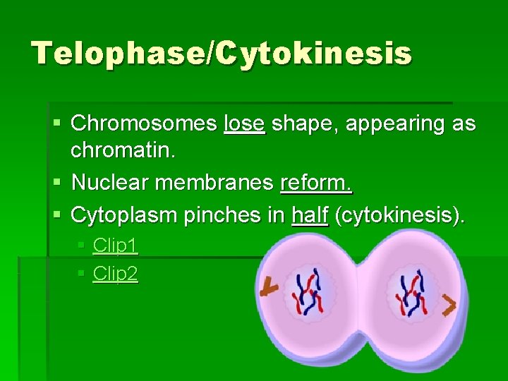 Telophase/Cytokinesis § Chromosomes lose shape, appearing as chromatin. § Nuclear membranes reform. § Cytoplasm
