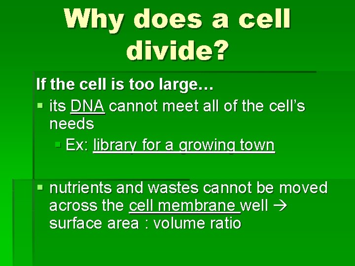 Why does a cell divide? If the cell is too large… § its DNA