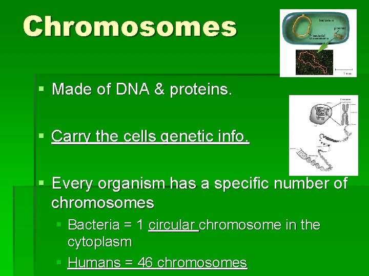 Chromosomes § Made of DNA & proteins. § Carry the cells genetic info. §