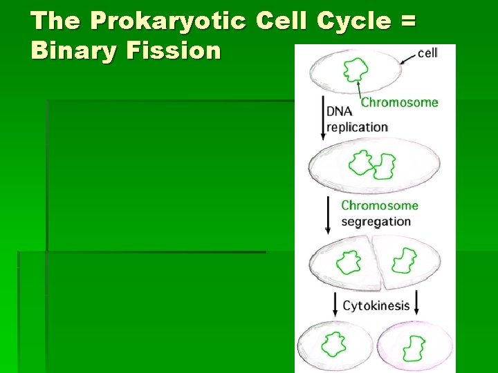 The Prokaryotic Cell Cycle = Binary Fission 