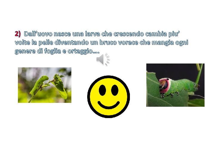 2) Dall’uovo nasce una larva che crescendo cambia piu’ volte la pelle diventando un