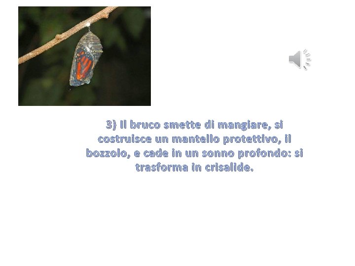 3) Il bruco smette di mangiare, si costruisce un mantello protettivo, il bozzolo, e