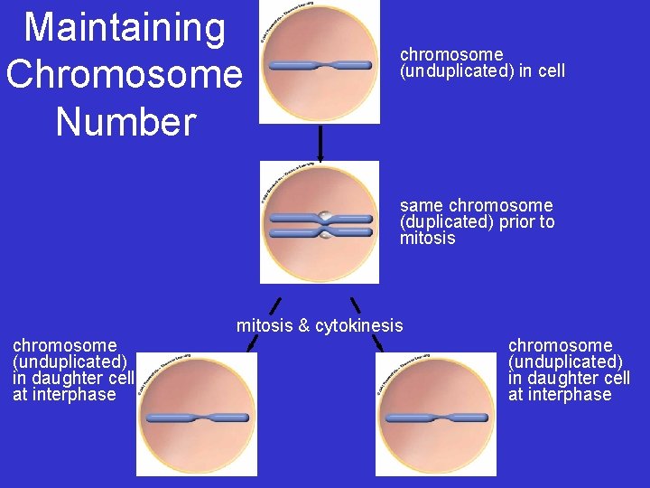Maintaining Chromosome Number chromosome (unduplicated) in cell same chromosome (duplicated) prior to mitosis & Maintaining Chromosome Number chromosome (unduplicated) in cell same chromosome (duplicated) prior to mitosis &