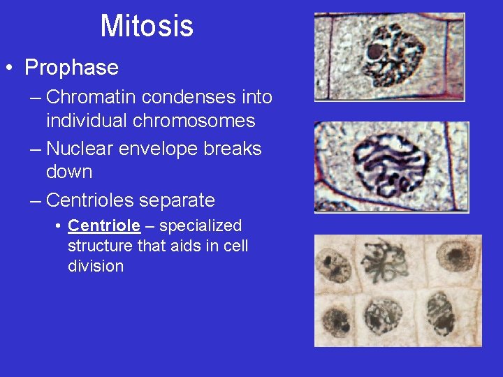 Mitosis • Prophase – Chromatin condenses into individual chromosomes – Nuclear envelope breaks down Mitosis • Prophase – Chromatin condenses into individual chromosomes – Nuclear envelope breaks down