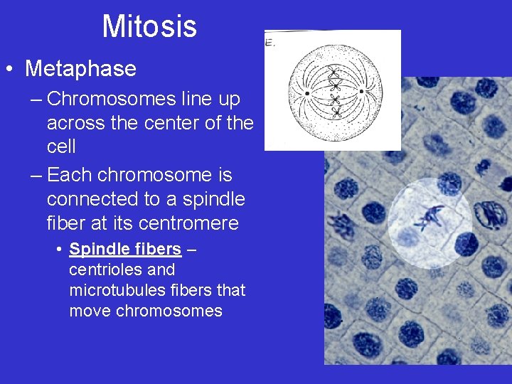 Mitosis • Metaphase – Chromosomes line up across the center of the cell – Mitosis • Metaphase – Chromosomes line up across the center of the cell –