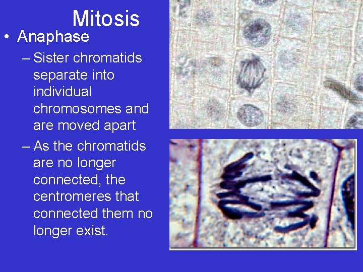 Mitosis • Anaphase – Sister chromatids separate into individual chromosomes and are moved apart Mitosis • Anaphase – Sister chromatids separate into individual chromosomes and are moved apart
