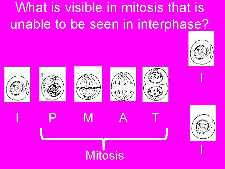 What is visible in mitosis that is unable to be seen in interphase? I What is visible in mitosis that is unable to be seen in interphase? I