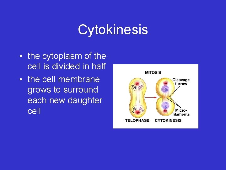 Cytokinesis • the cytoplasm of the cell is divided in half • the cell Cytokinesis • the cytoplasm of the cell is divided in half • the cell