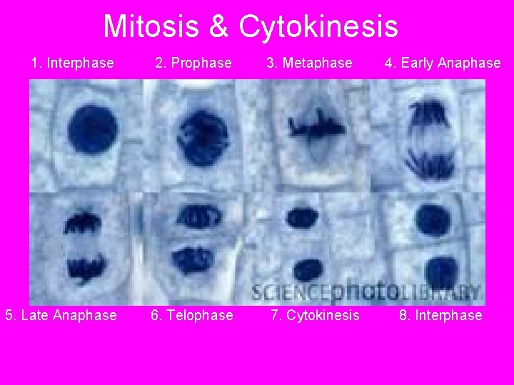 Mitosis & Cytokinesis 1. Interphase 2. Prophase 3. Metaphase 5. Late Anaphase 6. Telophase Mitosis & Cytokinesis 1. Interphase 2. Prophase 3. Metaphase 5. Late Anaphase 6. Telophase