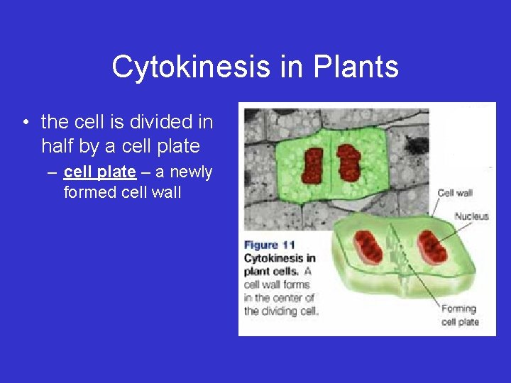 Cytokinesis in Plants • the cell is divided in half by a cell plate Cytokinesis in Plants • the cell is divided in half by a cell plate