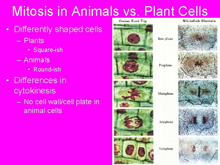 Mitosis in Animals vs. Plant Cells • Differently shaped cells – Plants • Square-ish Mitosis in Animals vs. Plant Cells • Differently shaped cells – Plants • Square-ish