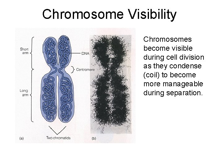 Chromosome Visibility Chromosomes become visible during cell division as they condense (coil) to become Chromosome Visibility Chromosomes become visible during cell division as they condense (coil) to become