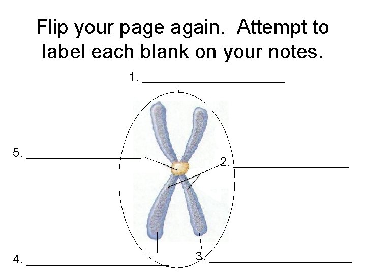 Flip your page again. Attempt to label each blank on your notes. 1. ___________ Flip your page again. Attempt to label each blank on your notes. 1. ___________