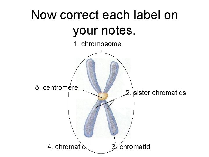 Now correct each label on your notes. 1. chromosome 5. centromere 4. chromatid 2. Now correct each label on your notes. 1. chromosome 5. centromere 4. chromatid 2.