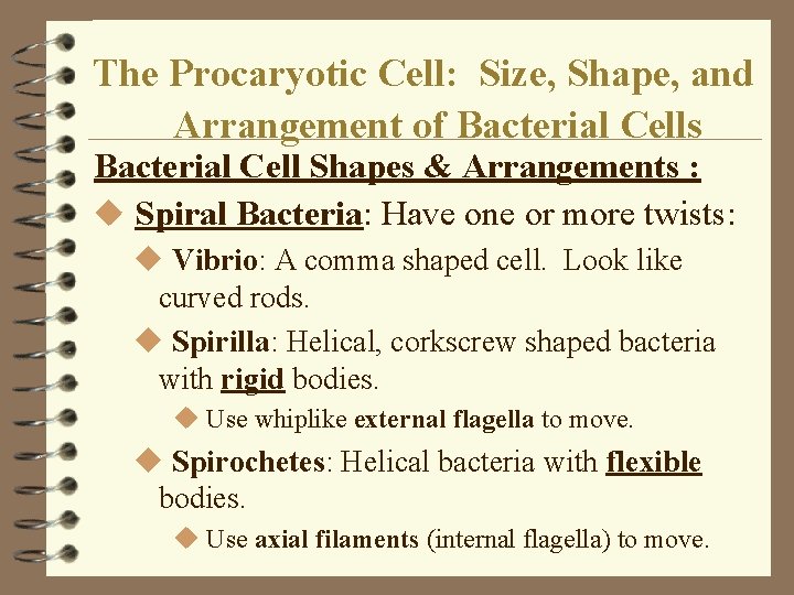The Procaryotic Cell: Size, Shape, and Arrangement of Bacterial Cells Bacterial Cell Shapes & The Procaryotic Cell: Size, Shape, and Arrangement of Bacterial Cells Bacterial Cell Shapes &
