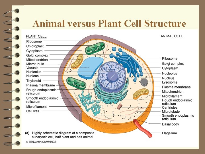 Animal versus Plant Cell Structure Animal versus Plant Cell Structure