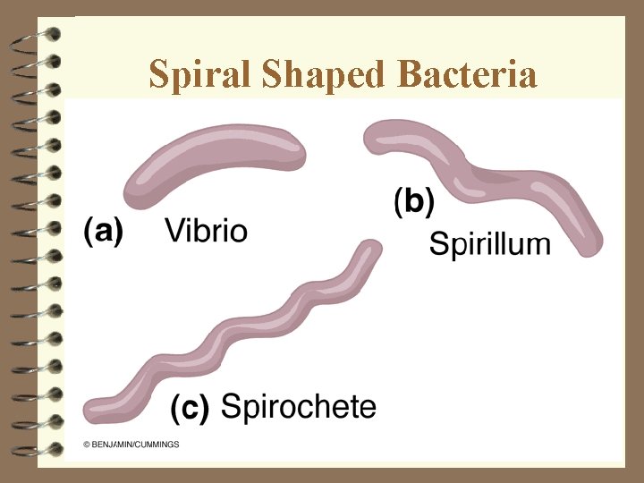 Spiral Shaped Bacteria Spiral Shaped Bacteria