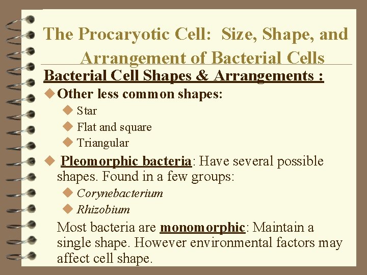 The Procaryotic Cell: Size, Shape, and Arrangement of Bacterial Cells Bacterial Cell Shapes & The Procaryotic Cell: Size, Shape, and Arrangement of Bacterial Cells Bacterial Cell Shapes &