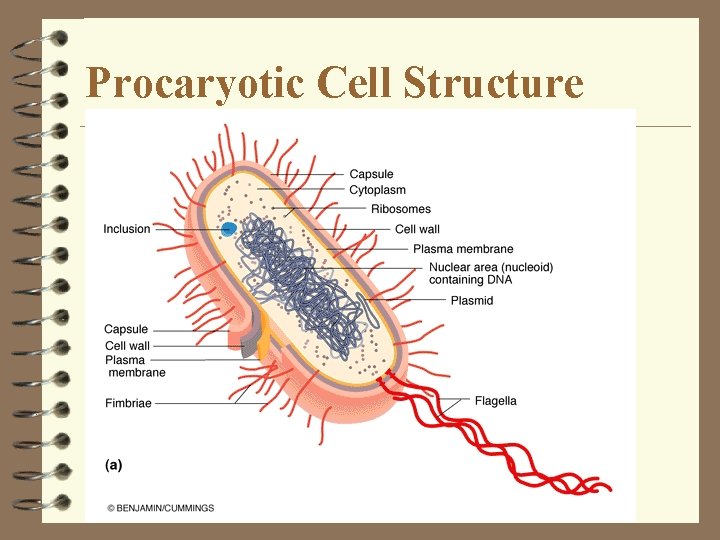 Procaryotic Cell Structure Procaryotic Cell Structure